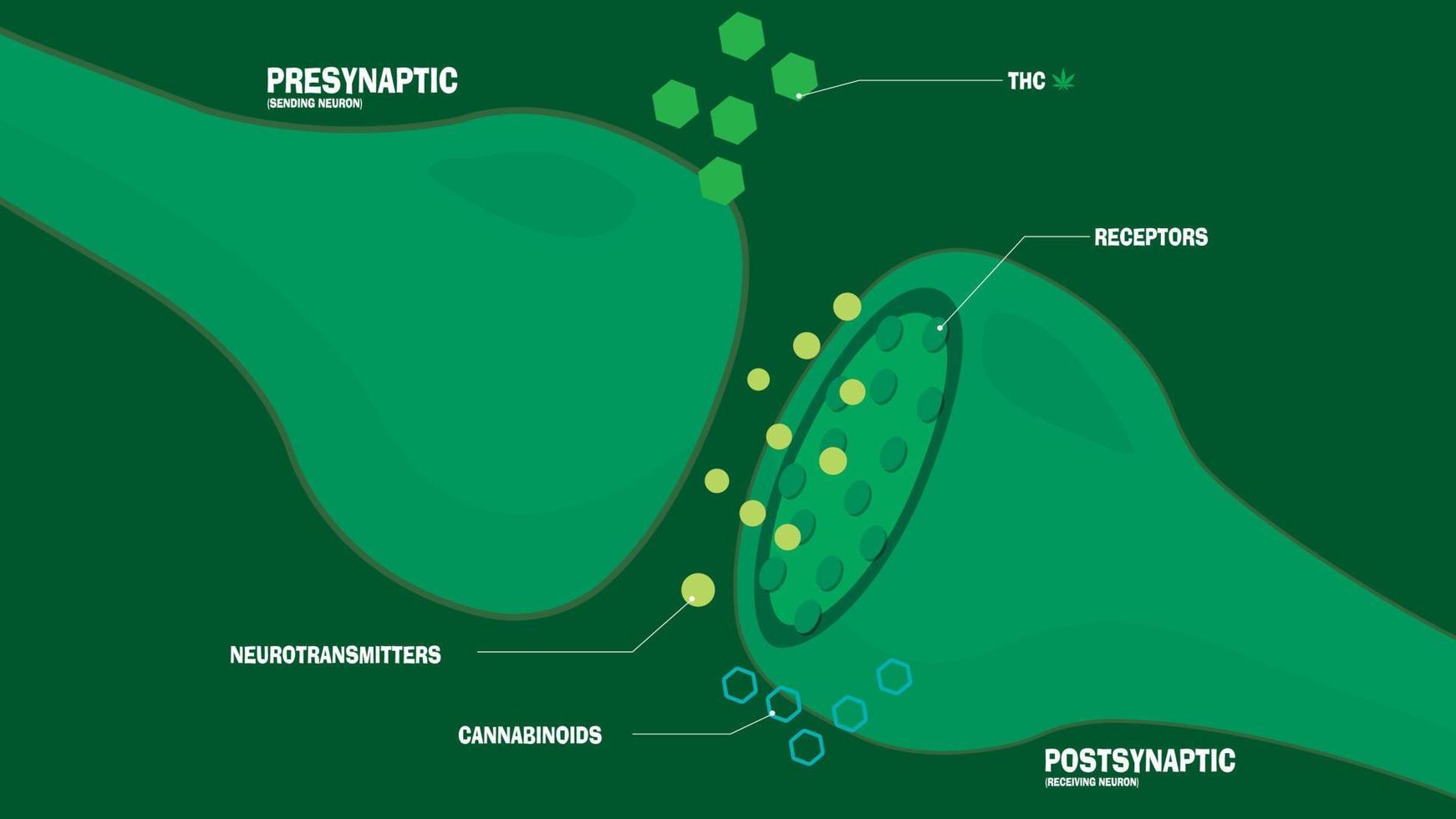 a efeito do cbd em a endocanabinóide sistema e cérebro usando visual Auxilia vetor ilustração