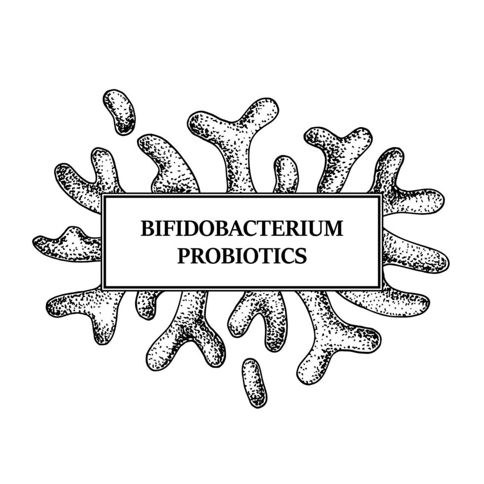 mão desenhada quadro de bactérias bifidobacterium probióticas. design para embalagens e informações médicas. ilustração vetorial em estilo de desenho vetor
