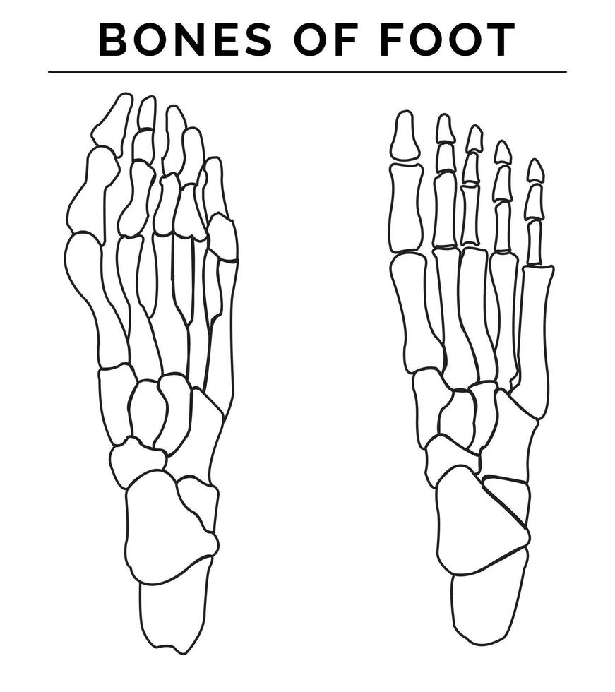 ossos do pé vetor ilustração