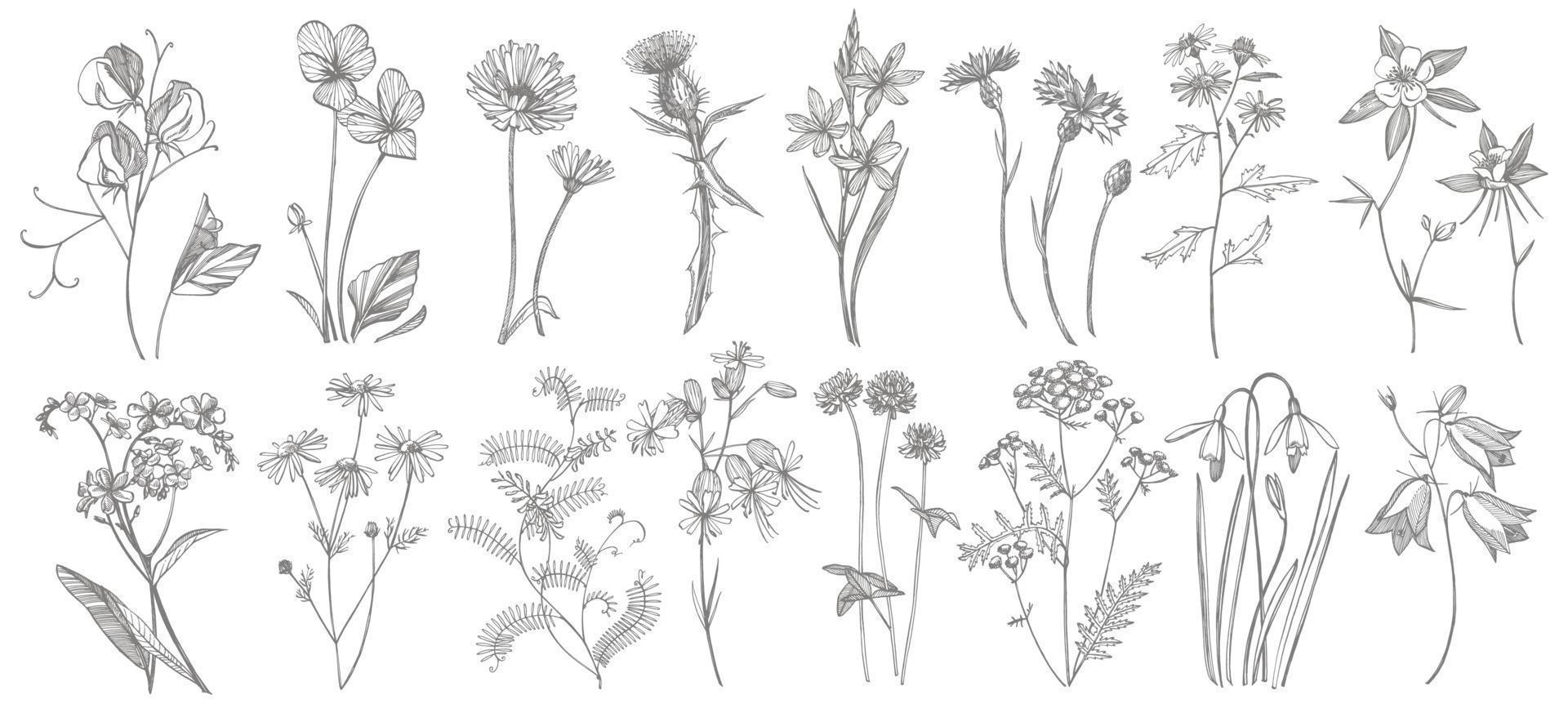 coleção do mão desenhado flores e ervas. botânico plantar ilustração. vintage medicinal ervas esboço conjunto do tinta mão desenhado médico ervas e plantas esboço vetor