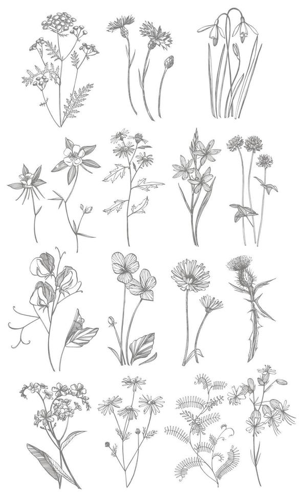 coleção do mão desenhado flores e ervas. botânico plantar ilustração. vintage medicinal ervas esboço conjunto do tinta mão desenhado médico ervas e plantas esboço vetor