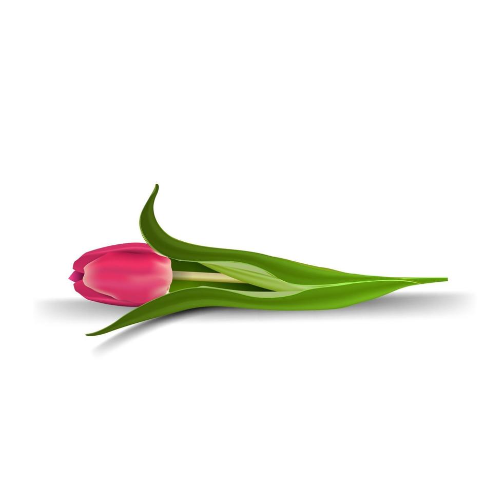 tulipa isolada no fundo branco para a sua criatividade vetor