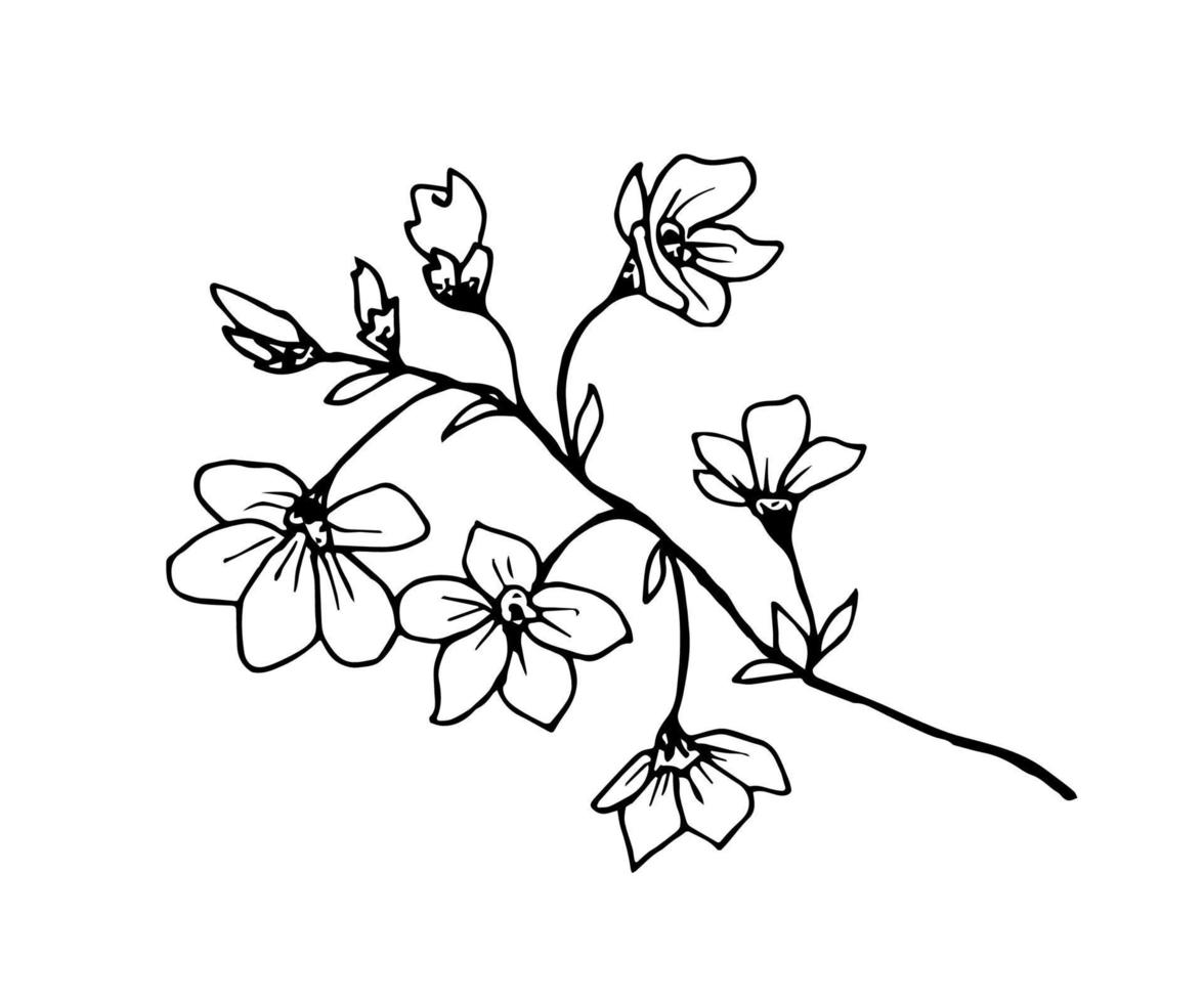 à mão livre Preto esboço vetor desenho. floração sakura filial, florescendo flores, botões. para Primavera sazonal projeto, hanami festival.