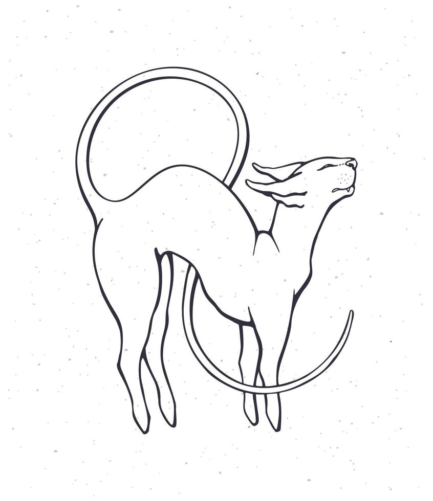 mão desenhado rabisco do alongamento esfinge gato com uma grandes enrolado cauda. puro-sangue doméstico animal. animal simbolizando flexibilidade. desenho animado esboço. isolado em branco fundo vetor