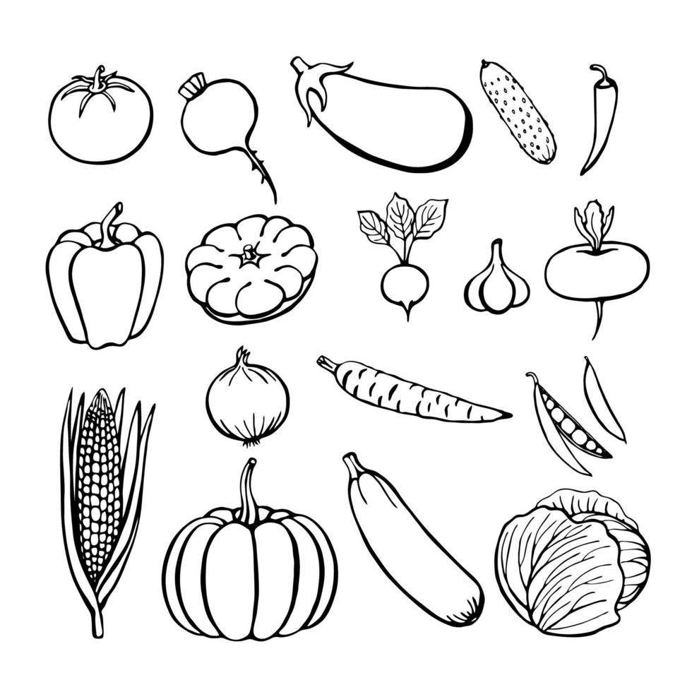 mão desenhada coleção de legumes, elementos isolados no branco. ilustração vetorial. vetor