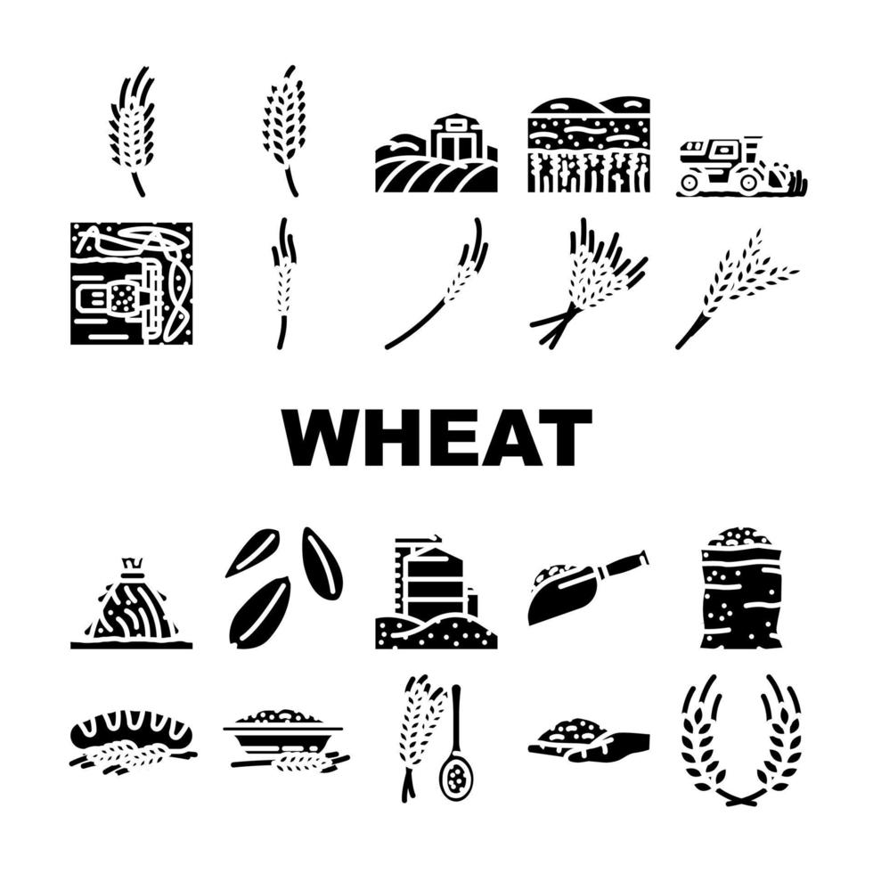 trigo grão cereal plantar ícones conjunto vetor