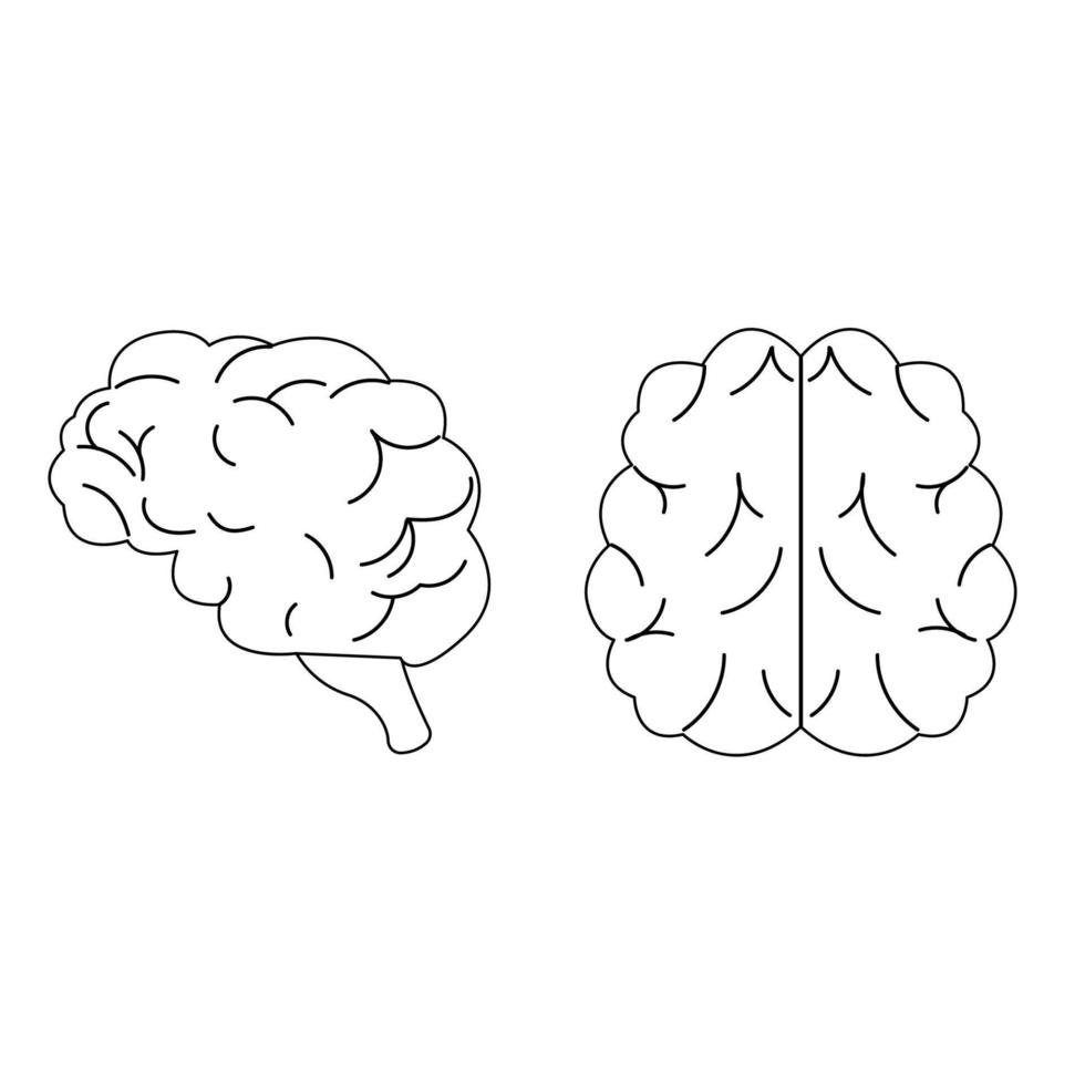 lado e topo Visão do a esboço cérebro dentro plano estilo vetor