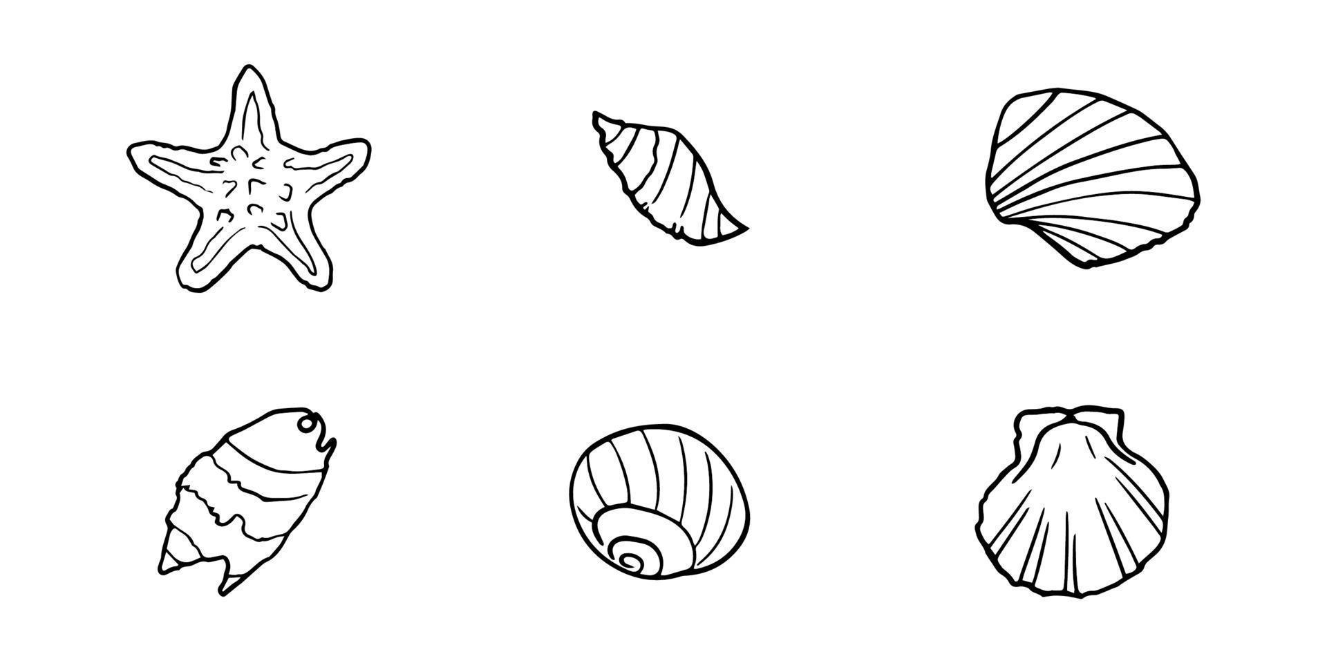 mão desenhado conchas do mar definir. vários mar cartuchos tipos. melhor para usando dentro náutico e marinho temático projetos. vetor