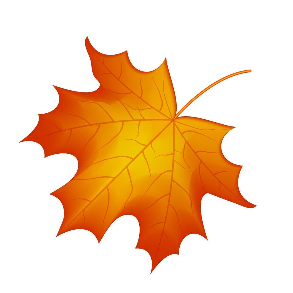 outono maple leaf vector em um fundo branco