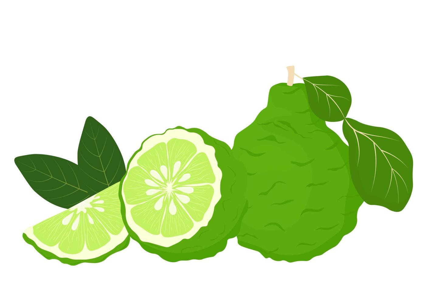 bergamota vetor estoque ilustração. ainda vida. para rótulos, embalagem do spa aroma óleo chá. citrino fruta, verde dentro cor. uma tropical plantar. isolado em branco fundo