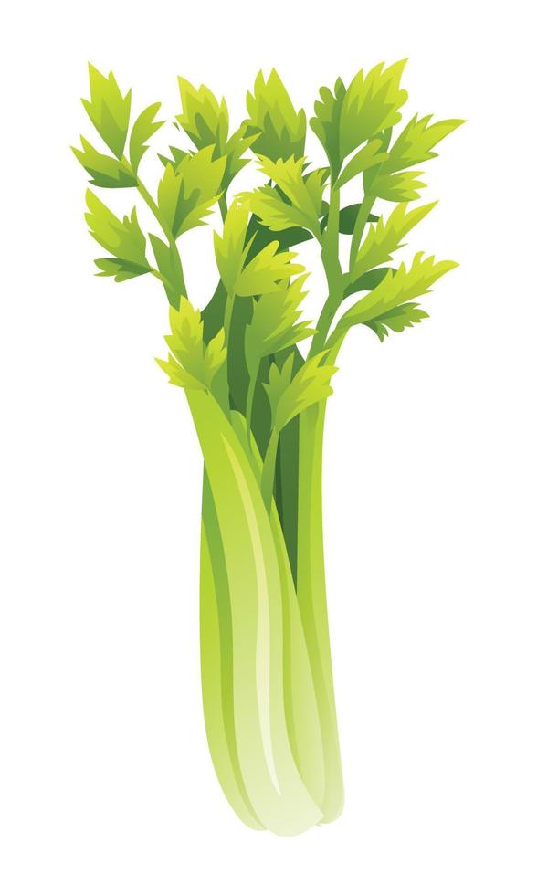 salsão vetor ilustração. fresco vegetal isolado em branco fundo