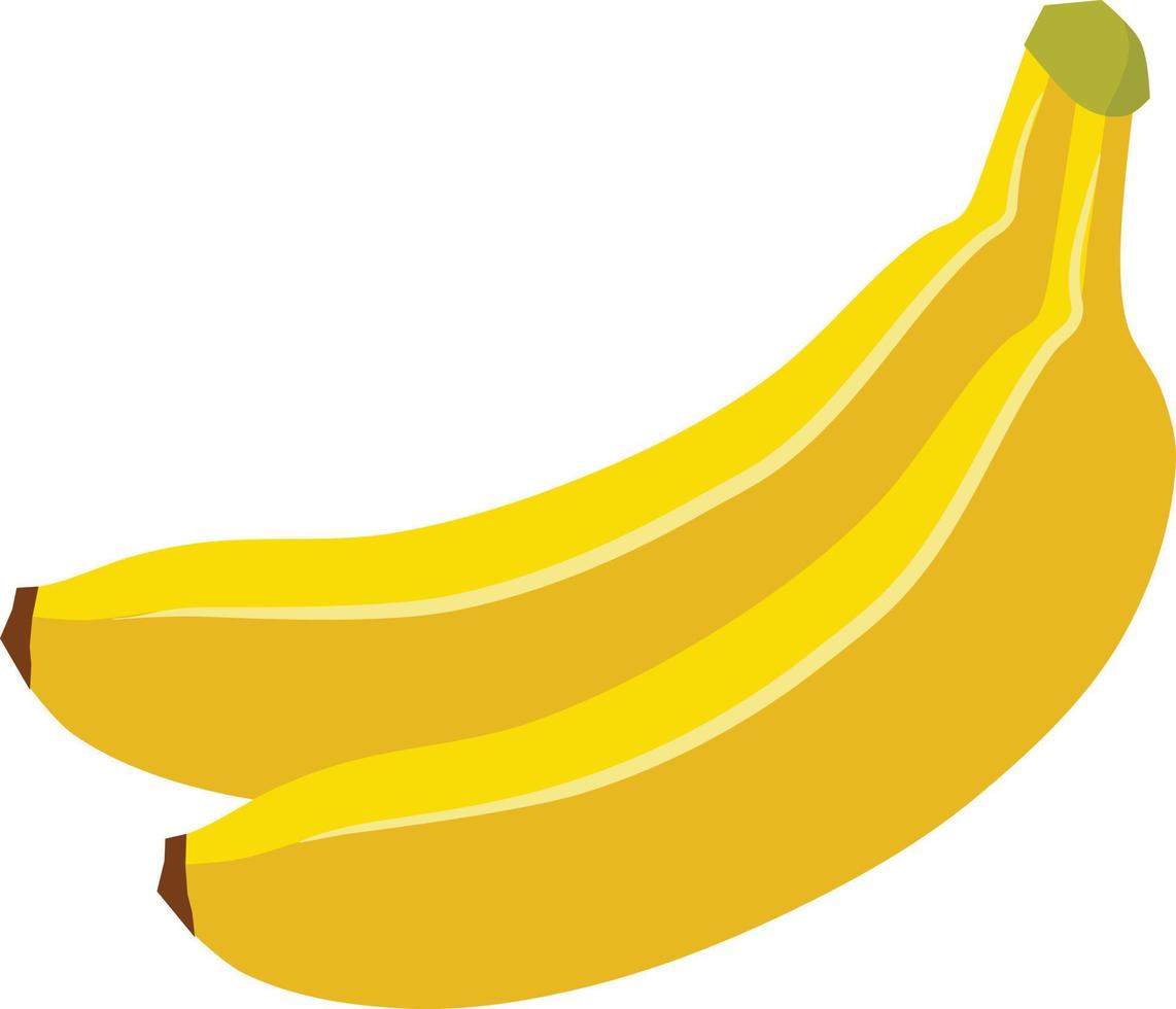 dois fresco saudável amarelo bananas, vetor ilustração, isolado em branco