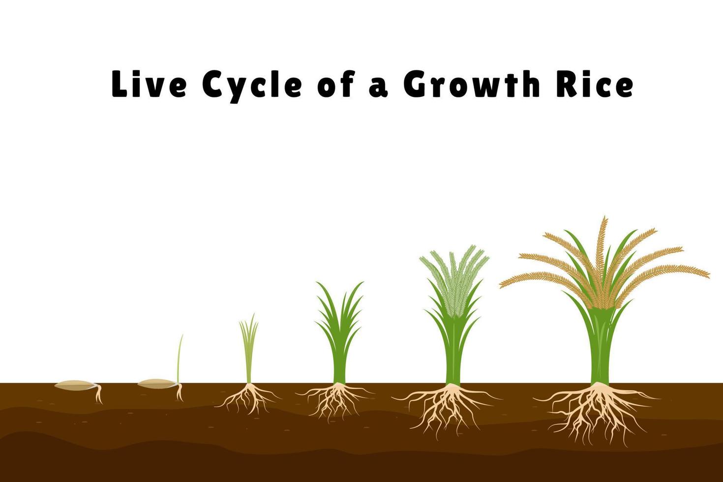 arroz produtos plano composição com conjunto do imagens mostrando plantar crescimento a partir de brotar para alta arbusto vetor ilustração