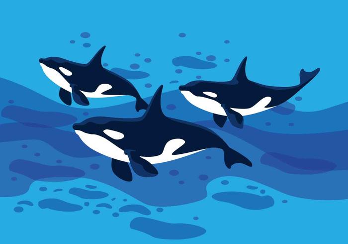 Ilustração vetorial de baleias assassinas vetor
