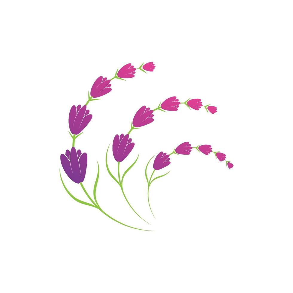 modelo de símbolo de logotipo de flor de lavanda vetor