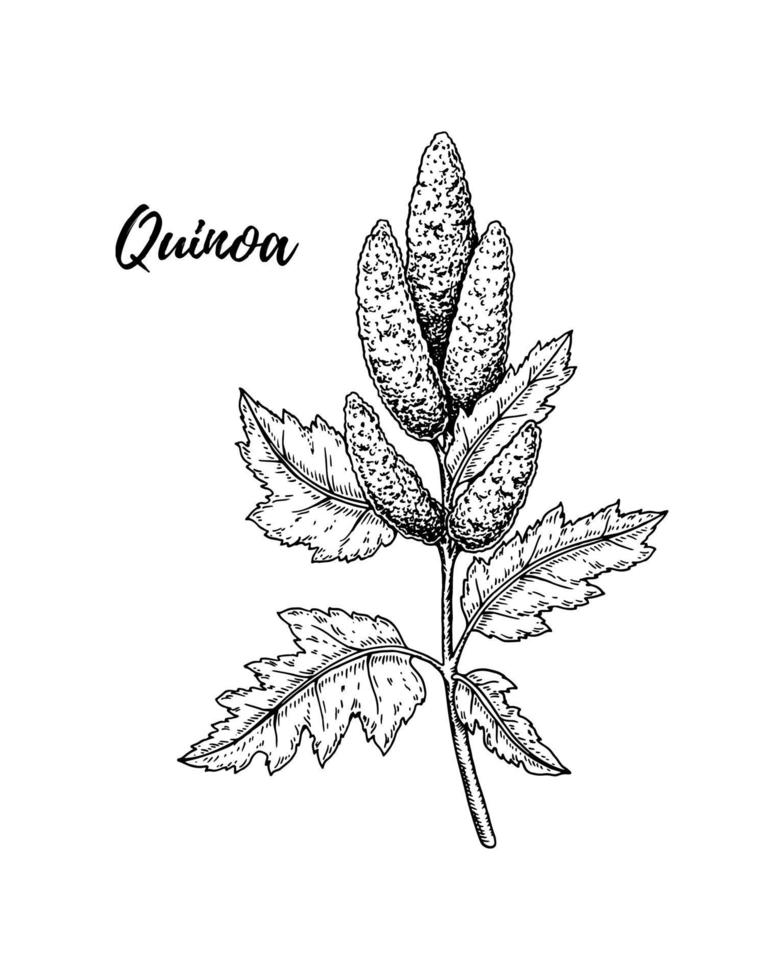mão desenhada quinoa ramo isolado no fundo branco. ilustração vetorial em estilo de desenho vetor