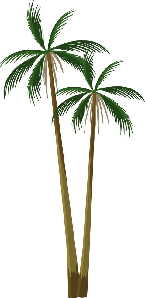Palmeira planta tropical isolada no fundo branco vetor