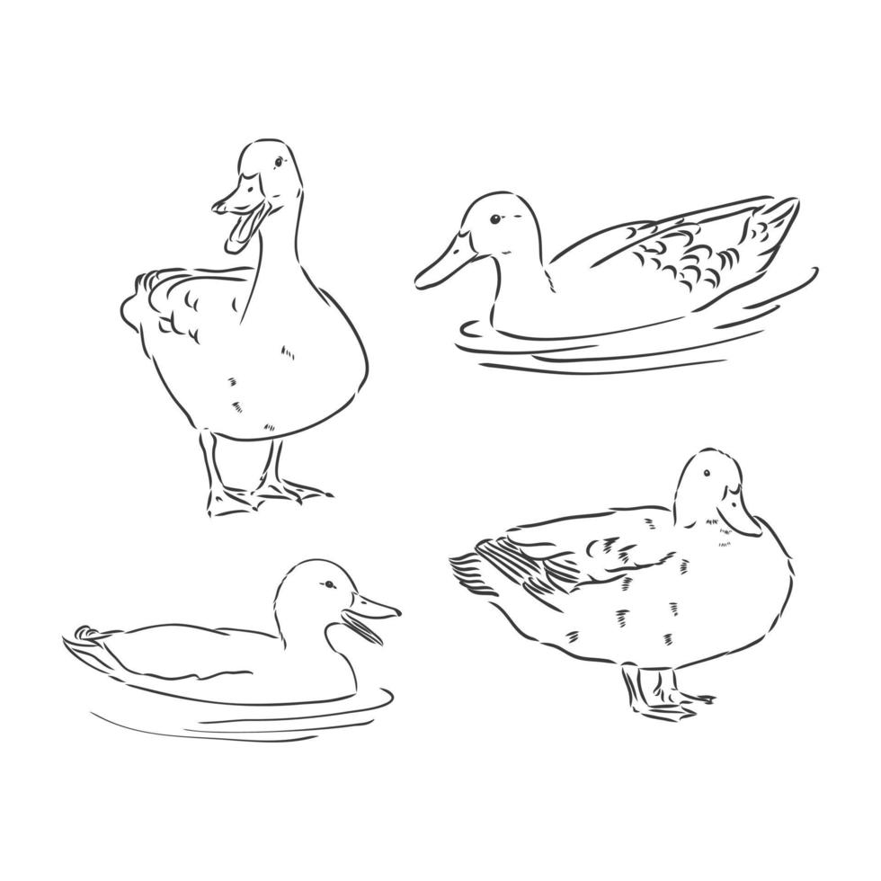 pato desenho ilustração em vetor, isolada no fundo branco, vista superior dos animais. ilustração de desenho vetorial pato no fundo branco vetor