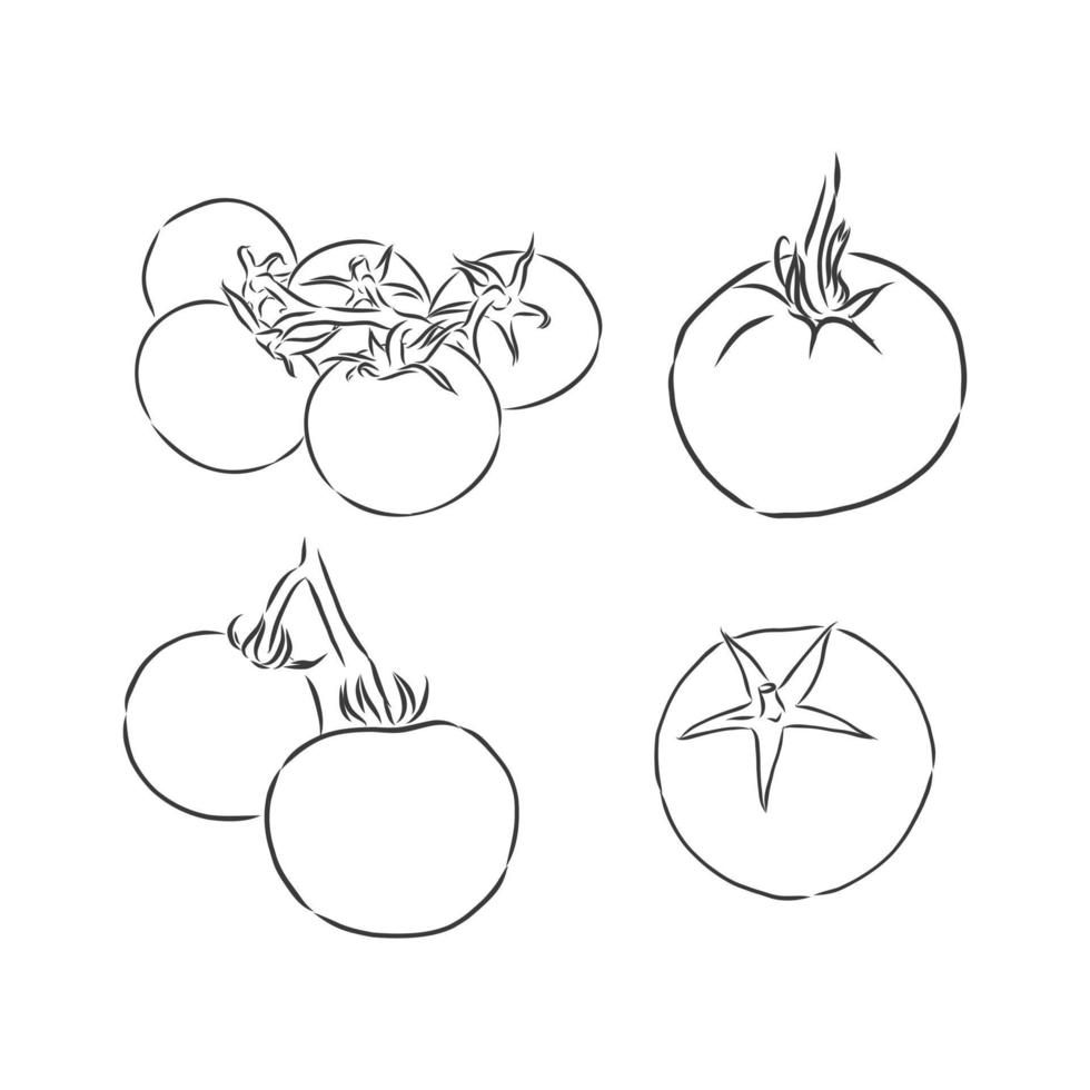 tomates. gravura ilustração em vetor vintage preto. isolado no fundo branco. elemento de design desenhado à mão para rótulo e cartaz desenho vetorial de tomate em um fundo branco