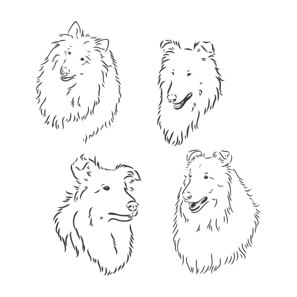 cão collie áspero isolado no fundo branco. ilustração vetorial. ilustração de desenho vetorial collie em fundo branco vetor