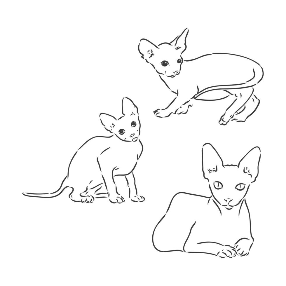 ilustração em vetor de um gato sphynx com um forro isolado em um fundo branco. para impressão em roupas, papel, logotipo, ícone, em branco para camisetas de designers, pratos, cama