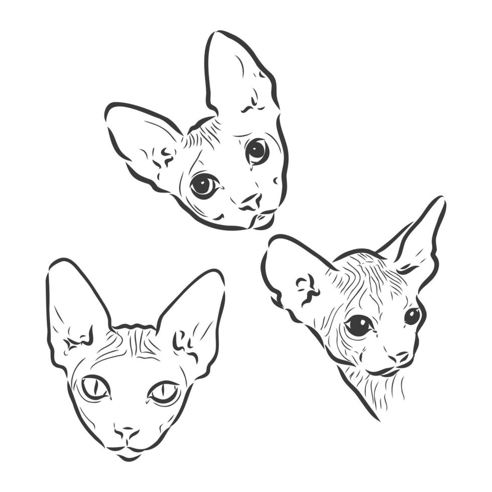 ilustração em vetor de um gato sphynx com um forro isolado em um fundo branco. para impressão em roupas, papel, logotipo, ícone, em branco para camisetas de designers, pratos, cama