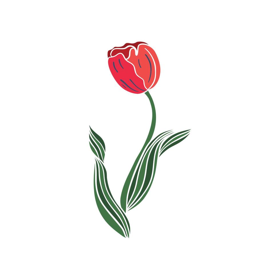 flor plano vetor ícone tulipa, açafrão, floco de neve, flores linha desenhando arte. vetor ilustração