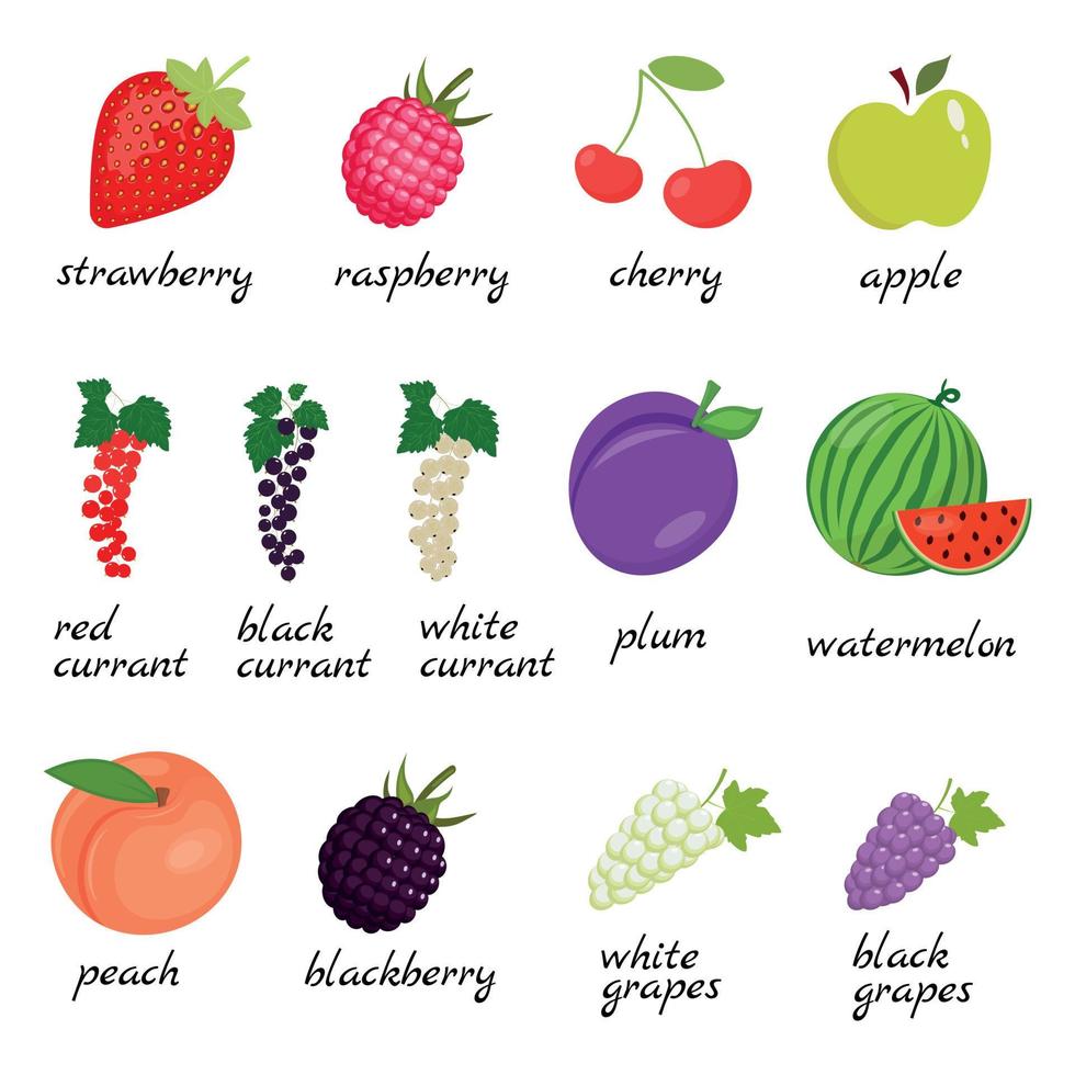 uma conjunto do bagas e frutas. morango, framboesa, maçã, cereja, groselha, ameixa, melancia, pêssego, uva, Amora. vetor