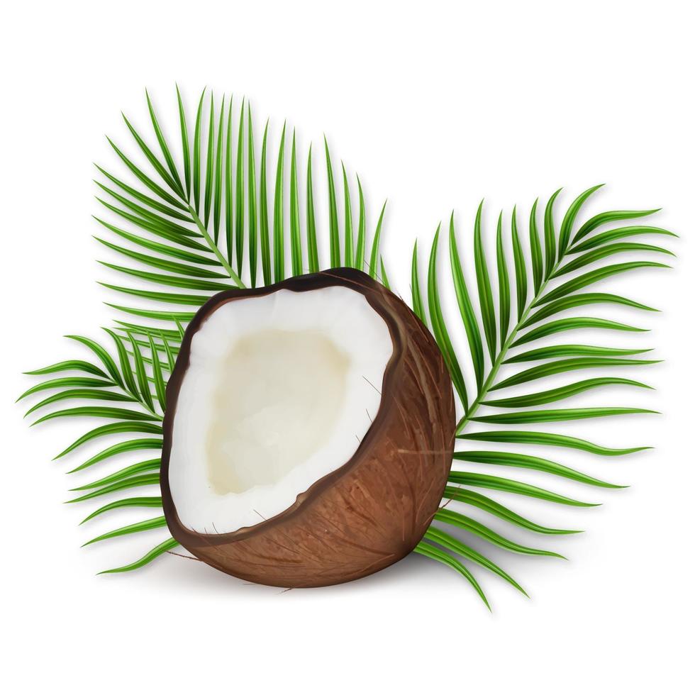 Conjunto de vetores realistas 3D de coco e folhas de palmeira