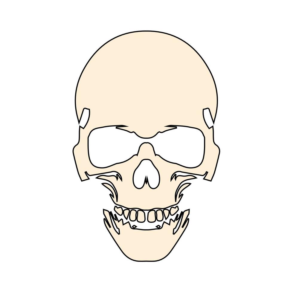 crânio humano anatomicamente correto. crânio da morte ou crânio humano para jogos e sites vetor