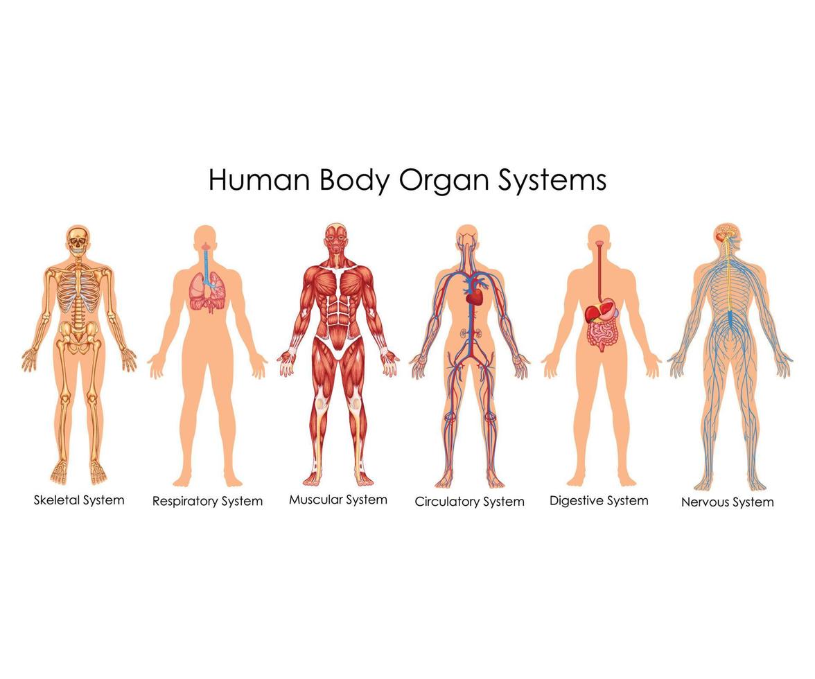 humano corpo órgão sistemas vetor