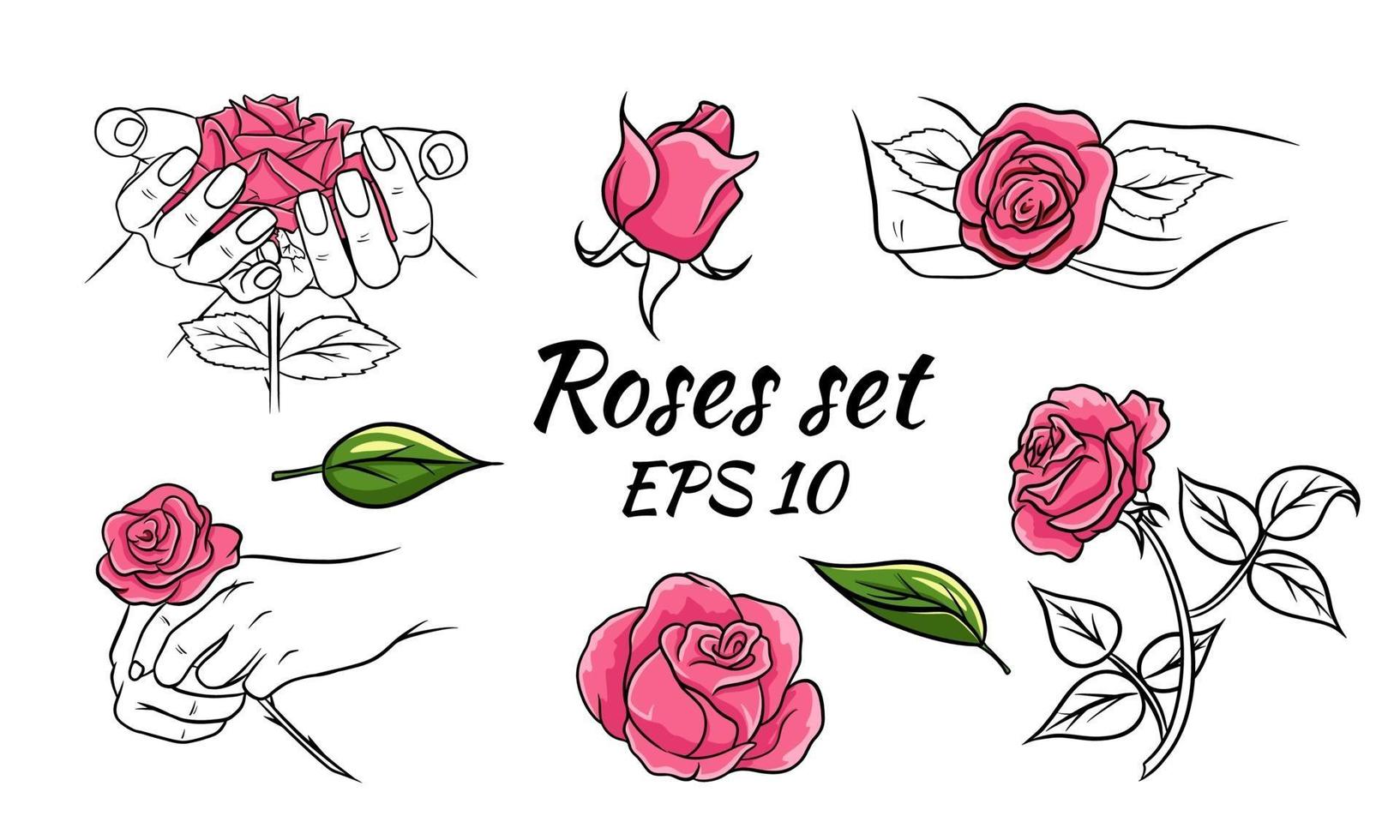 conjunto de rosas. Rosas cor de rosa. coleção de ilustrações vetoriais com flores. botões, folhas, rosas nas mãos. vetor