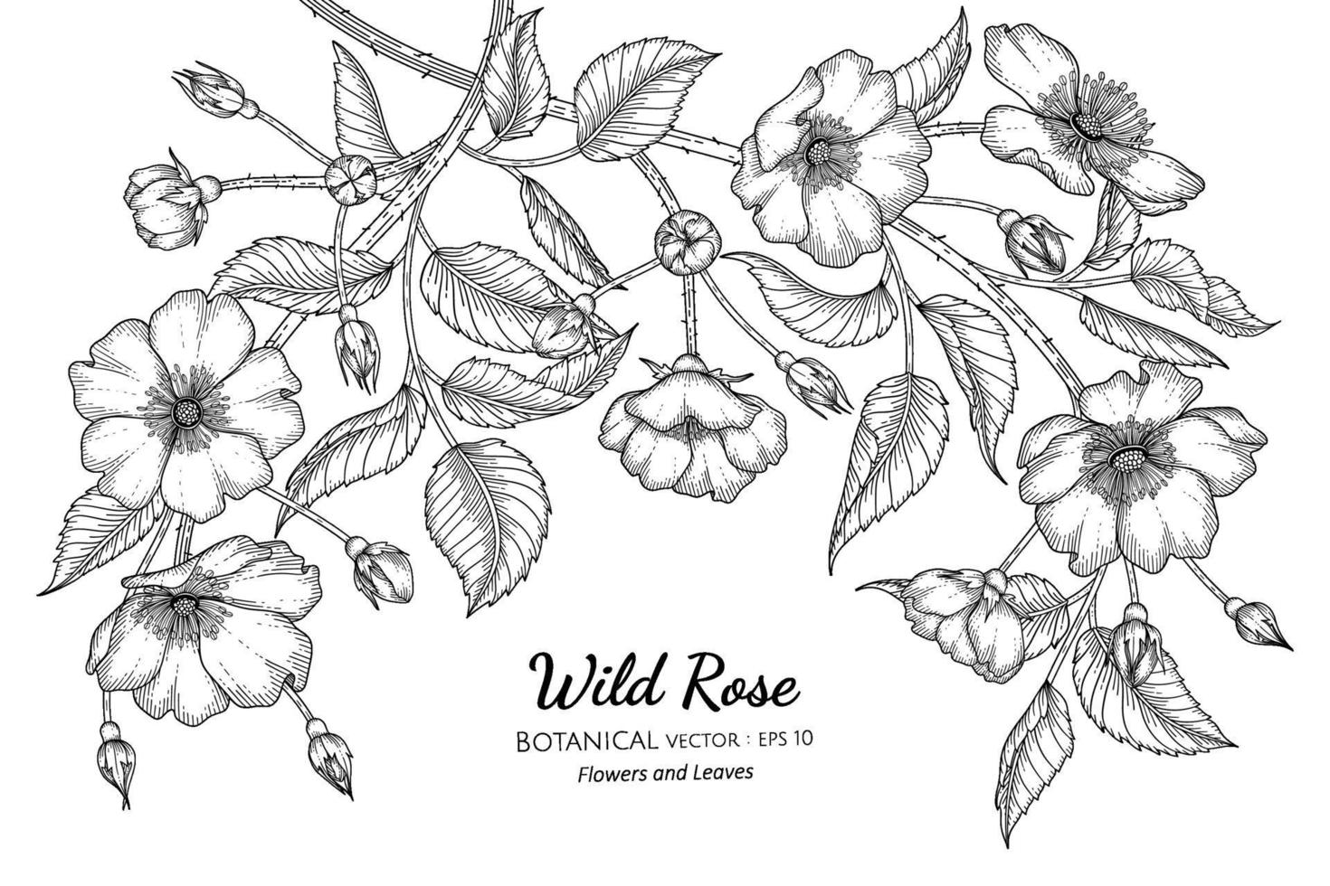 flor e folha de rosa selvagem mão desenhada ilustração botânica com arte de linha em fundos brancos. vetor