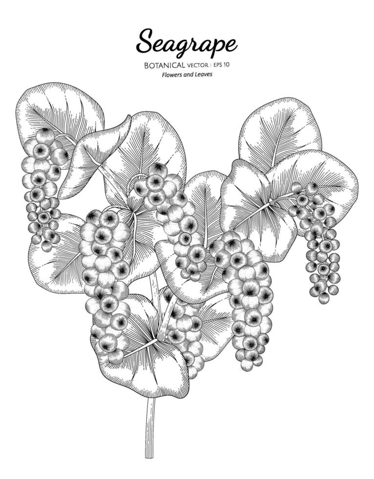 seagrape fruit desenhado à mão ilustração botânica com arte de linha em fundos brancos. vetor