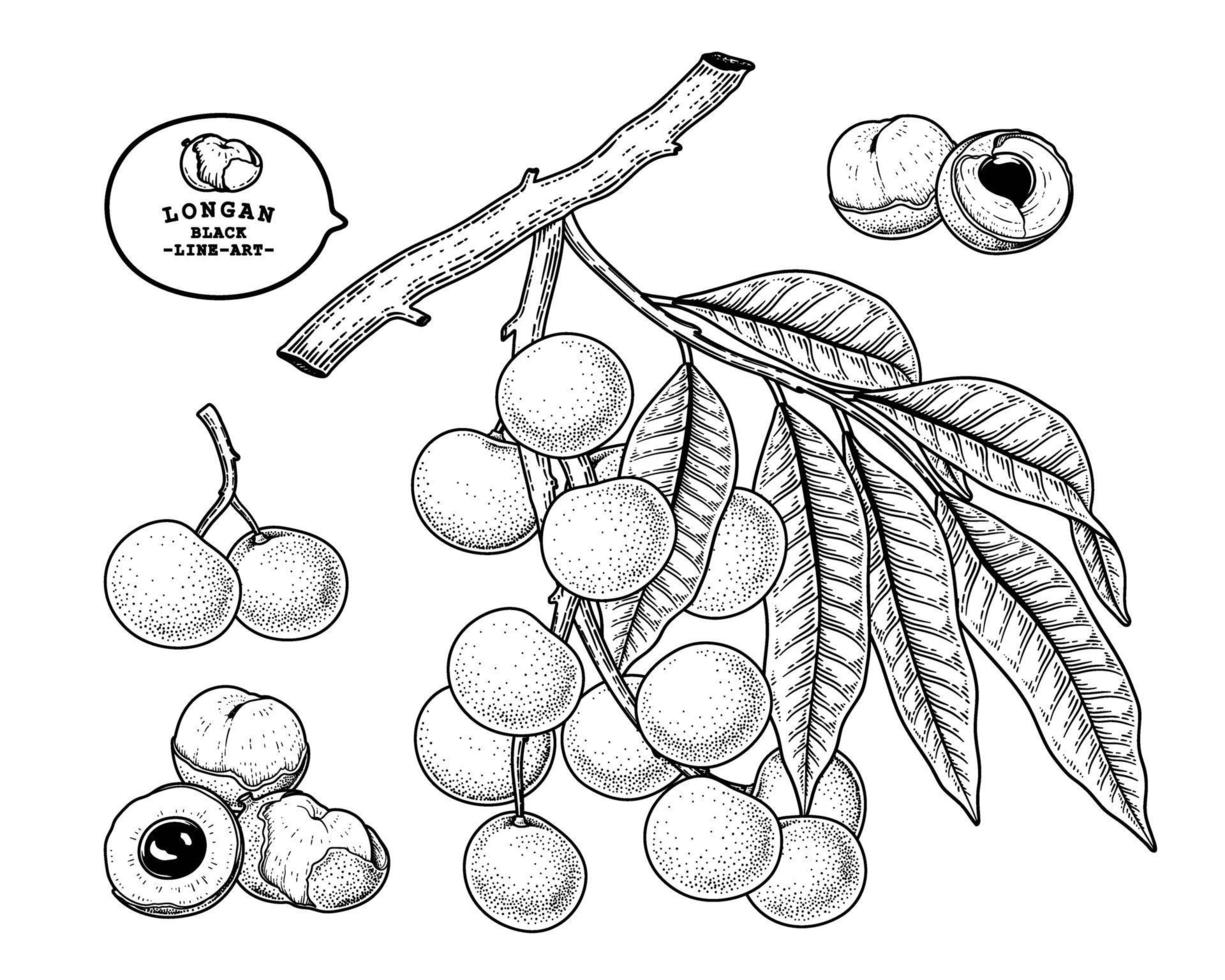 conjunto de dimocarpus longan fruta mão desenhada elementos ilustração botânica vetor