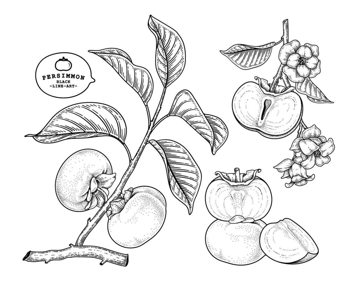 conjunto de fuyu caqui fruta mão desenhada elementos ilustração botânica vetor