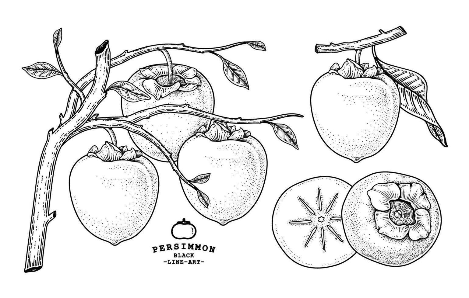 conjunto de hachiya caqui fruta elementos desenhados à mão ilustração botânica vetor