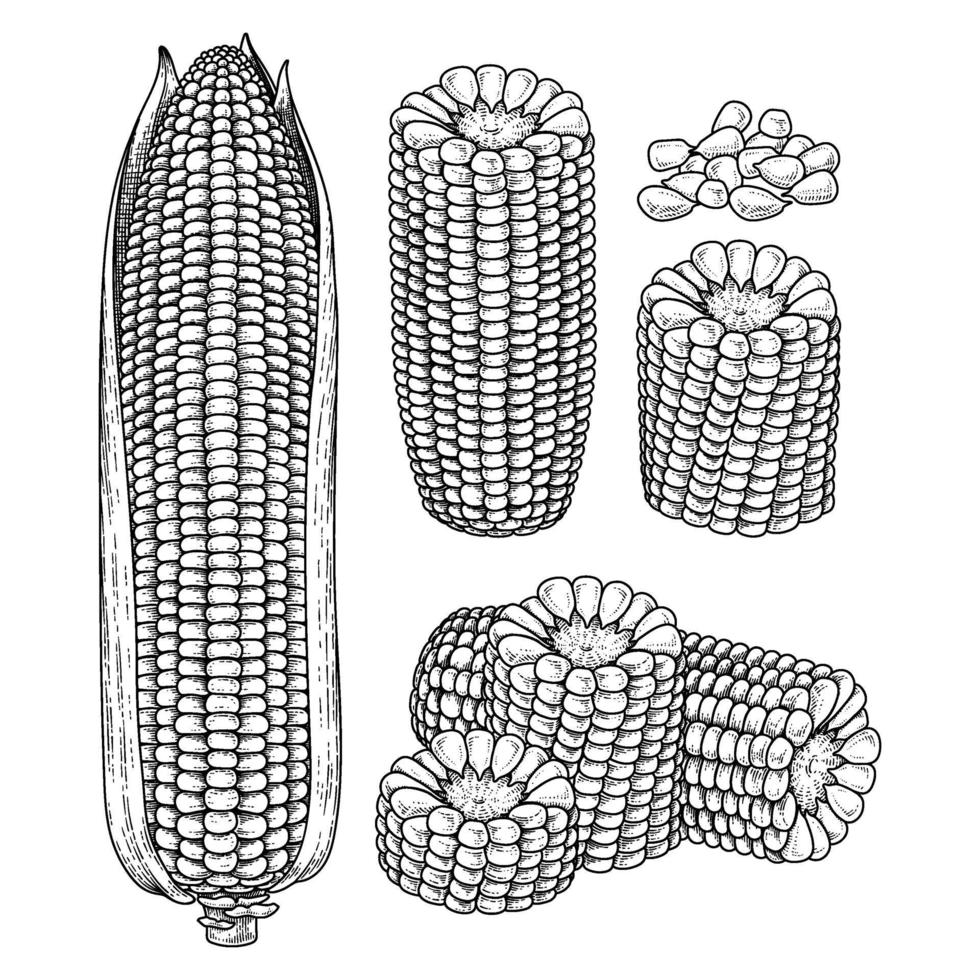 conjunto de milho maduro ilustração desenhada à mão vetor