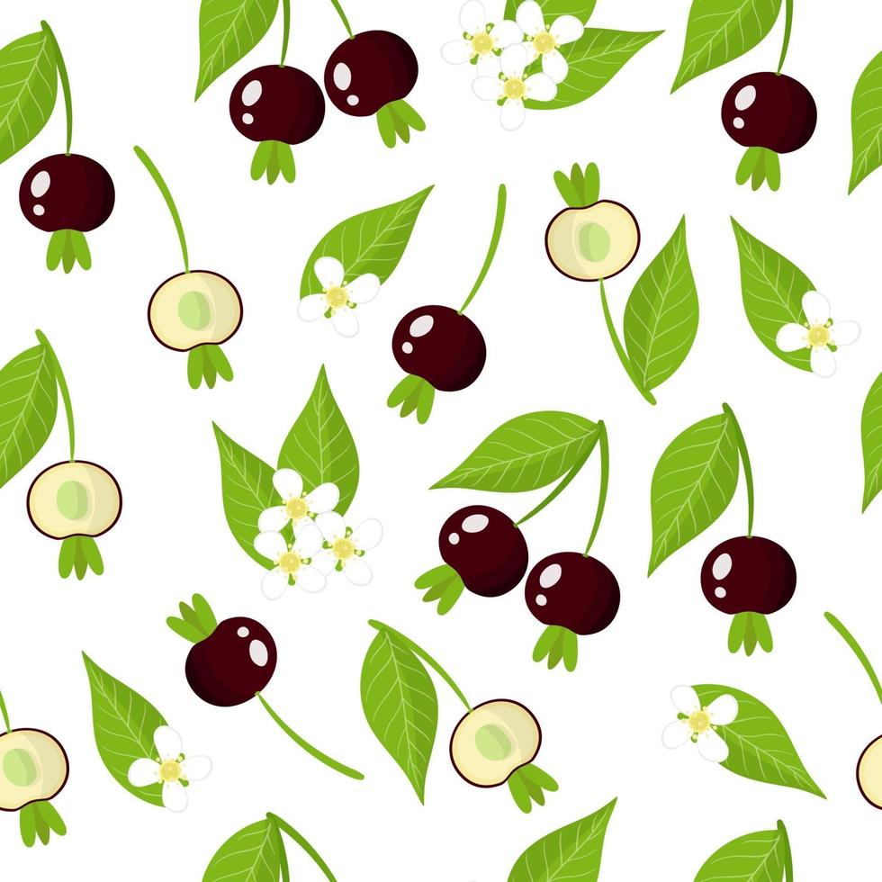 padrão sem emenda de desenho vetorial com frutas exóticas grumichama cereja, flores e folhas em fundo branco vetor