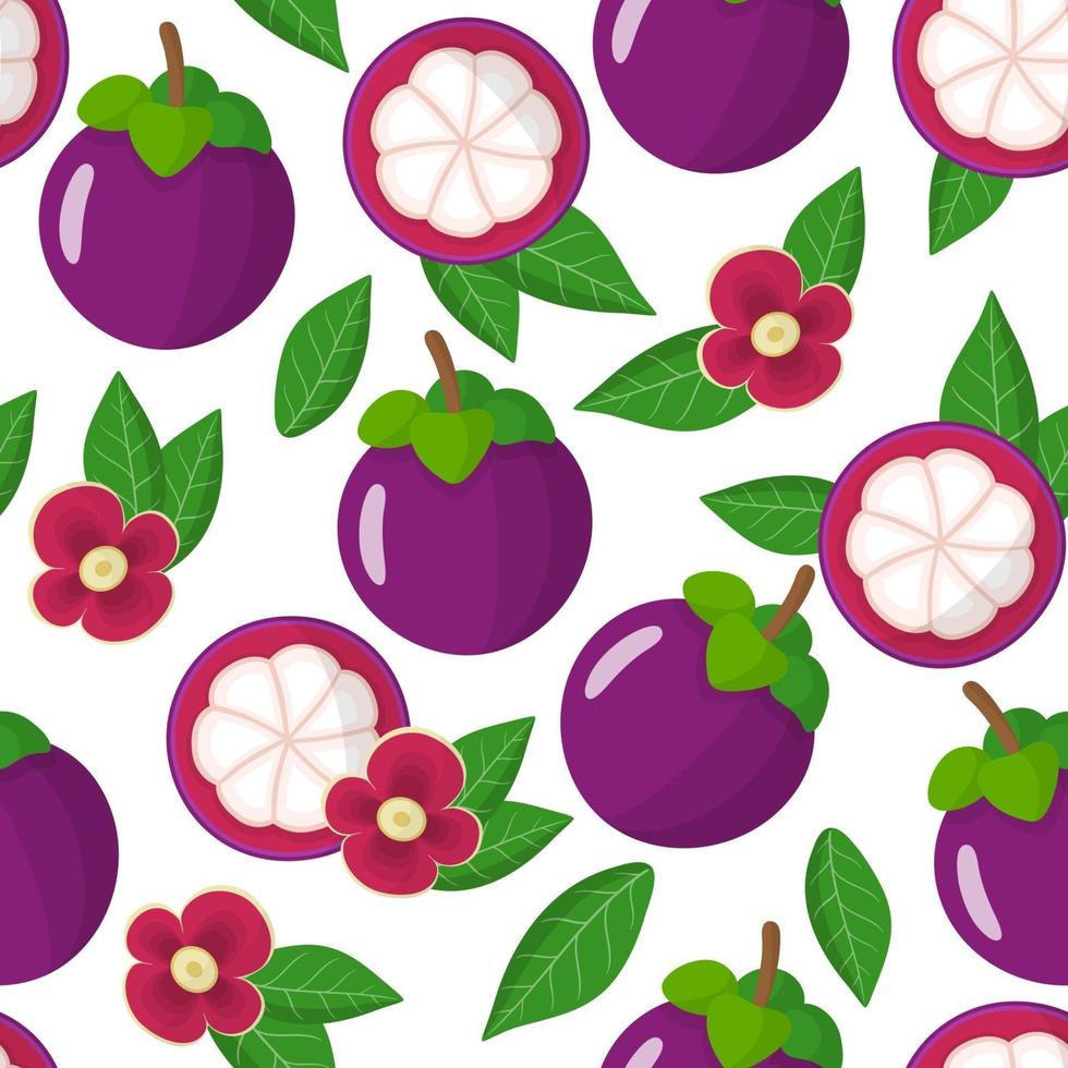 padrão sem emenda de desenho vetorial com frutas exóticas de mangostão roxo, flores e folhas em fundo branco vetor