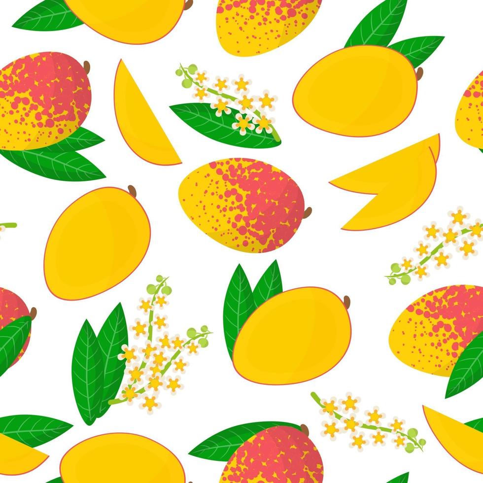 padrão sem emenda de desenho vetorial com mangifera indica ou frutas exóticas de manga, flores e folhas em fundo branco vetor