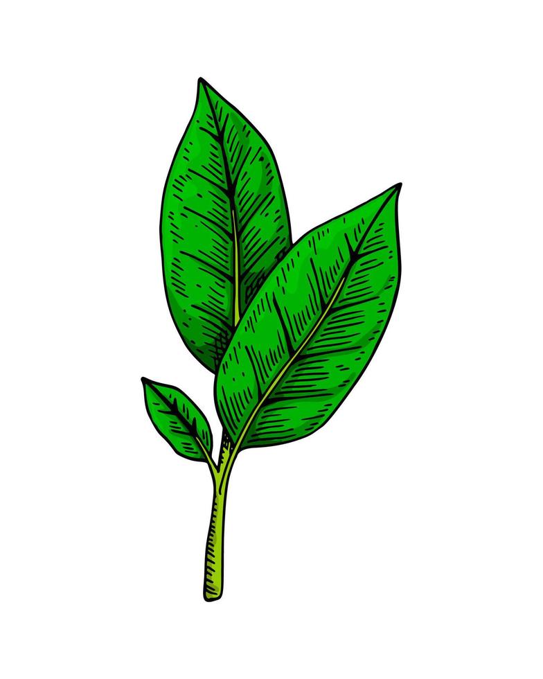 verde chá Escovar com folhas. Primavera fresco folhagem. mão desenhado botânico vetor ilustração dentro colori esboço estilo