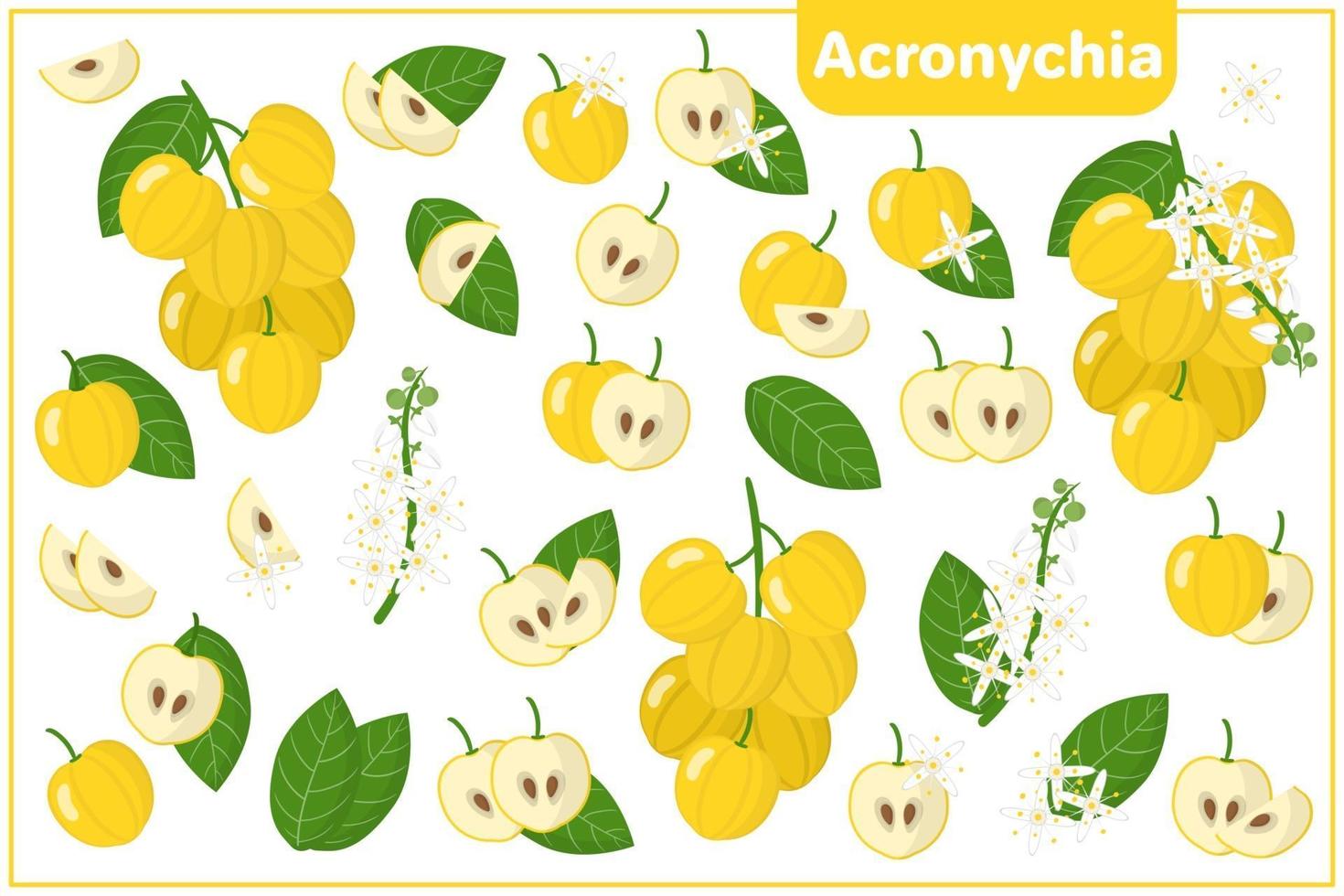 conjunto de ilustrações de desenho vetorial com frutas exóticas de acroníquia, flores e folhas isoladas no fundo branco vetor