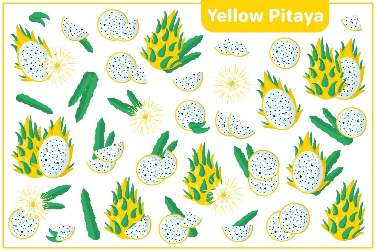 conjunto de ilustrações de desenho vetorial com frutas exóticas de pitaya amarela, flores e folhas isoladas no fundo branco vetor