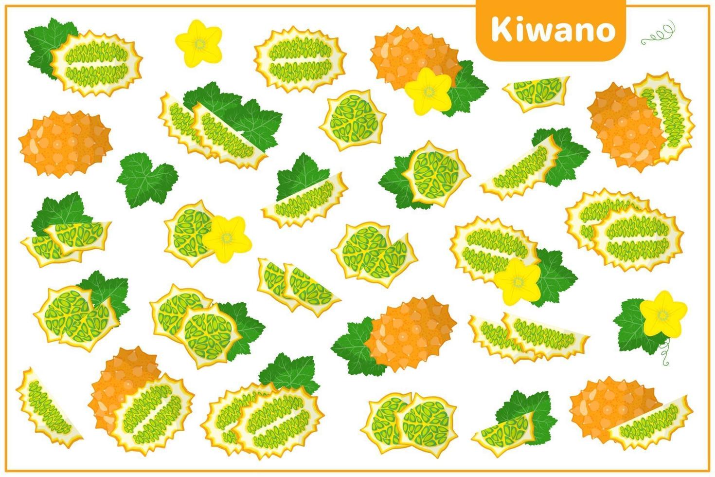 conjunto de ilustrações de desenho vetorial com frutas exóticas de kiwano, flores e folhas isoladas no fundo branco vetor