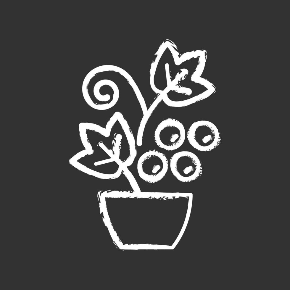 ícone de giz branco de arbustos e videiras de bagas em fundo preto vetor
