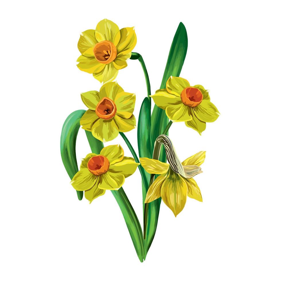 vetor ilustração do cinco amarelo narcisos com verde folhas em uma branco fundo. Projeto para cumprimento cartões, Casamento convites, floral bandeiras, Páscoa decoração elemento.