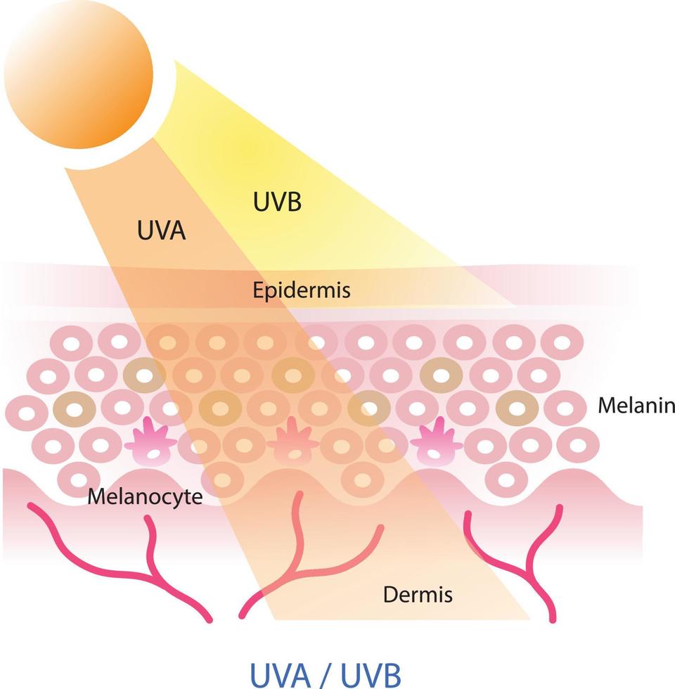 uva e uvb radiação penetrar para dentro a pele camada vetor em branco fundo. uva e uvb raios afeto a pele dentro diferente caminhos.