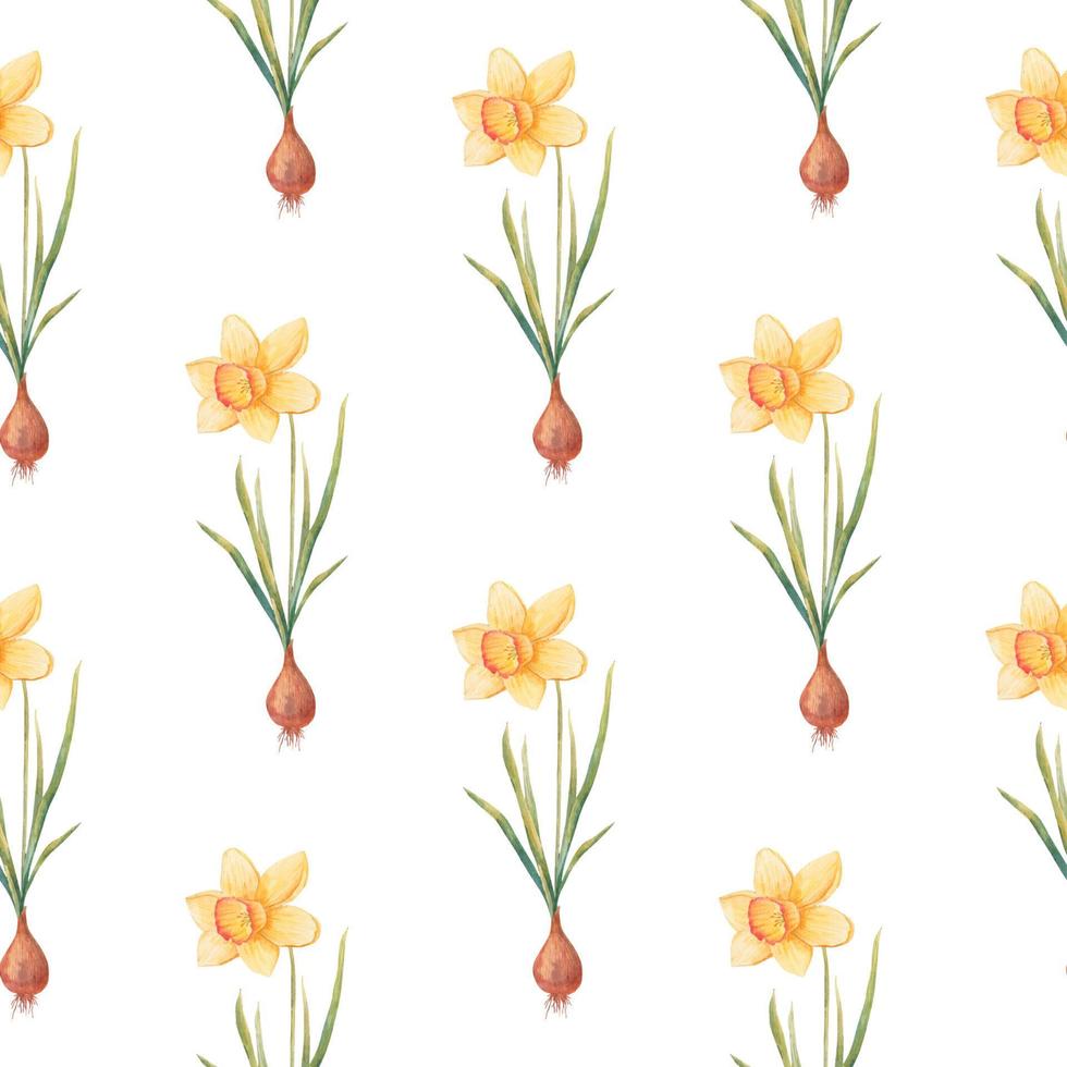 aguarela botânico realista floral padronizar com narciso. brilhante amarelo narciso em uma branco fundo. natural e vibrante repetido impressão para têxtil, papel de parede. Primavera flores vetor