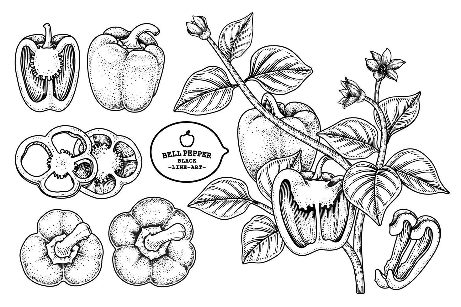 conjunto de ilustração botânica de elementos desenhados à mão de pimentão vetor